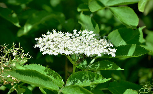 Close-up of flowers blooming outdoors