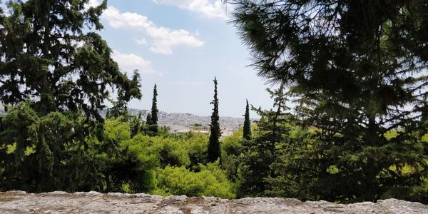 Trees growing in forest against sky