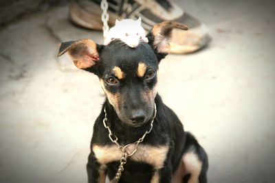 Close-up portrait of dog
