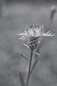 Close-up of wilted flower on field