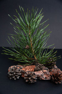 High angle view of pine cones on table