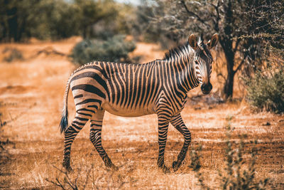 Zebra standing on field