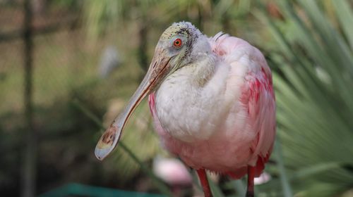 Close-up of bird perching on plant