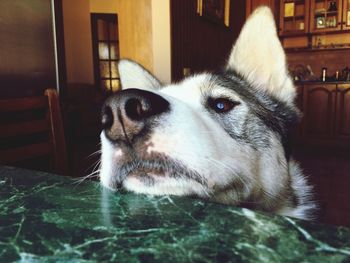 Close-up portrait of a dog looking away