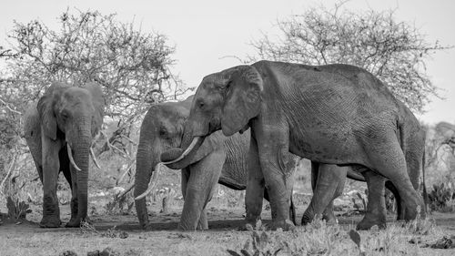 Elephant standing on field against sky