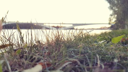 Close-up of grass on field against sky