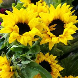 Close-up of sunflower