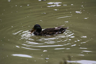 High angle view of ducks swimming in lake
