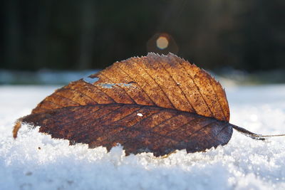 Close-up of dry leaf on snow