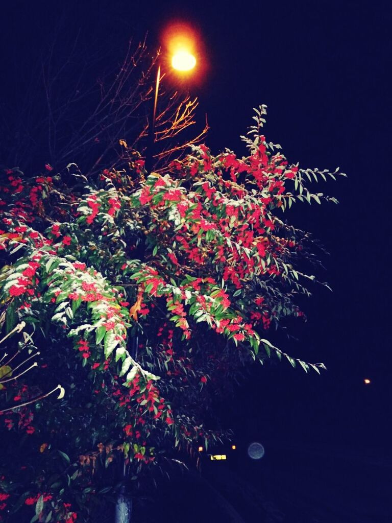 LOW ANGLE VIEW OF ILLUMINATED TREE AT NIGHT