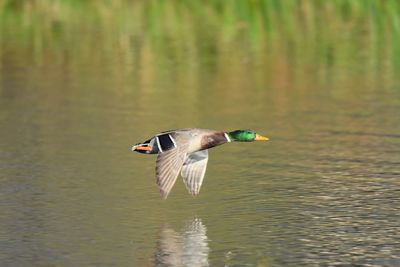 Duck flying over lake