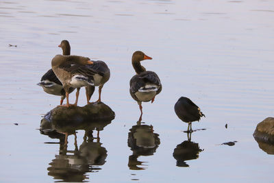 Flock of birds in lake