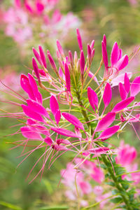 Close-up of pink flowers blooming outdoors