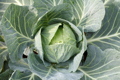 Close-up of cabbage