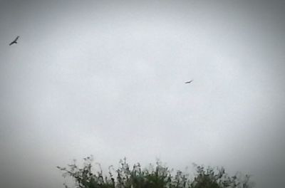 Low angle view of birds flying in sky