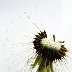 Close-up of flowers