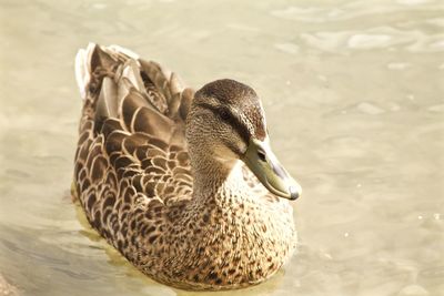 Bird in water