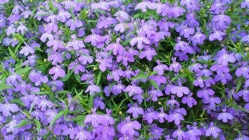 Full frame shot of purple flowers