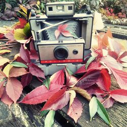 Close-up of camera and leaves on plant