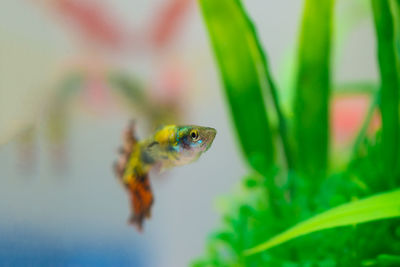 Close-up of fish swimming in water