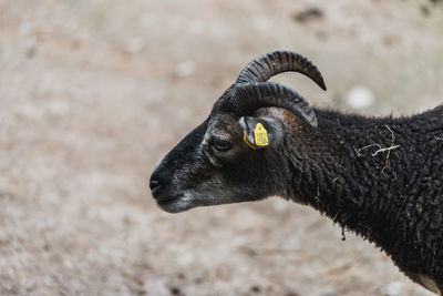 Close-up of a black goat