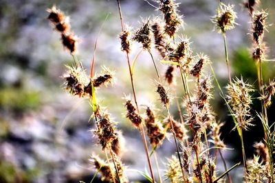 Close-up of wilted plants on field against sky