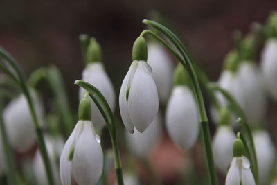 Close-up of white flowering plant