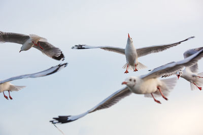 Low angle view of birds flying against clear sky