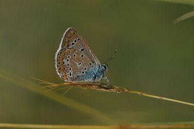 Close-up of butterfly