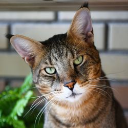 Close-up portrait of a cat