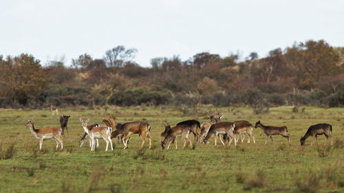 Horses in a field