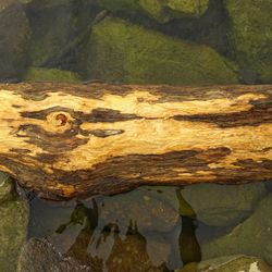 Close-up of lizard on rock in water
