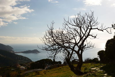 Bare trees on landscape against sky