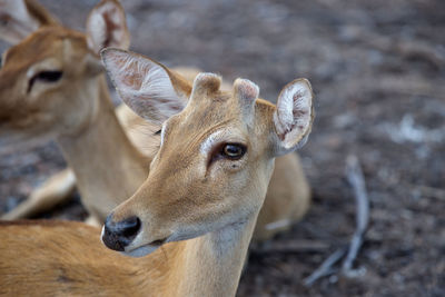 Close-up of deer