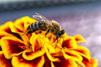 Close-up of honey bee pollinating on yellow flower