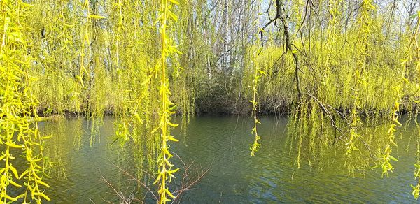 Scenic view of lake in forest