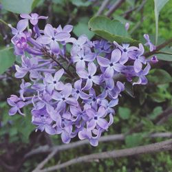 Close-up of purple flowers blooming outdoors