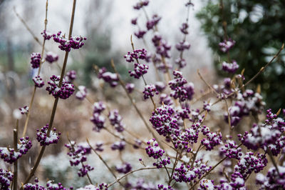 Close-up of pink flowering plant