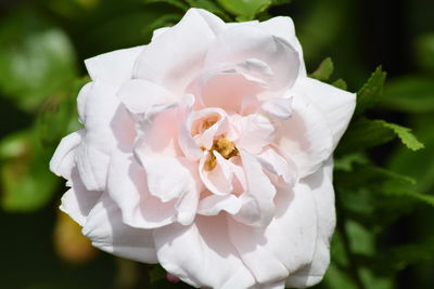 Close-up of white rose