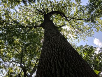 Low angle view of tree against sky