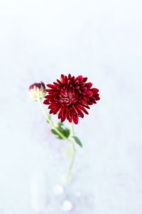 Close-up of red flower against white background