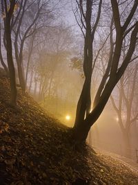 Sunlight streaming through bare tree