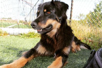 Close-up of dog looking away