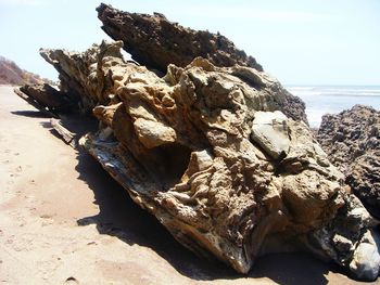 View of tree on beach