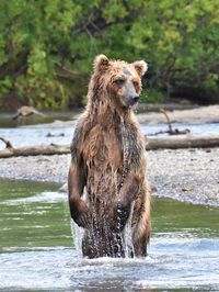 Lion looking away while standing on riverbank