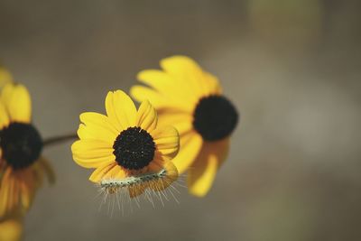 Close-up of yellow flower blooming outdoors