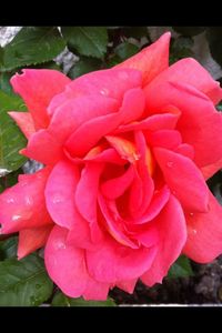 Close-up of pink flower