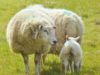 Sheep standing in a field