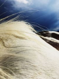 Close-up of horse against sky