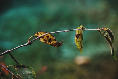 Close-up of dry leaf on branch